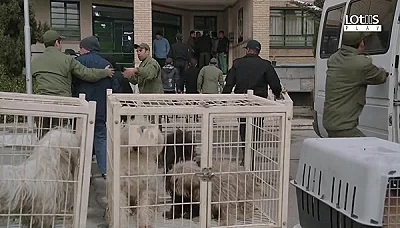 Шахгуш - серия 20