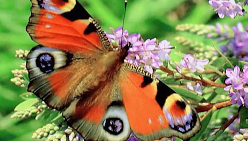 Моҷароҳои Кӯша 2 - Фасл 1 Қисми 2