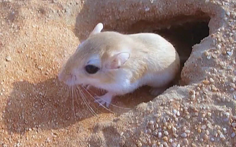 Моҷароҳои Кӯшо 2 - Фасл 1 Қисмати 7