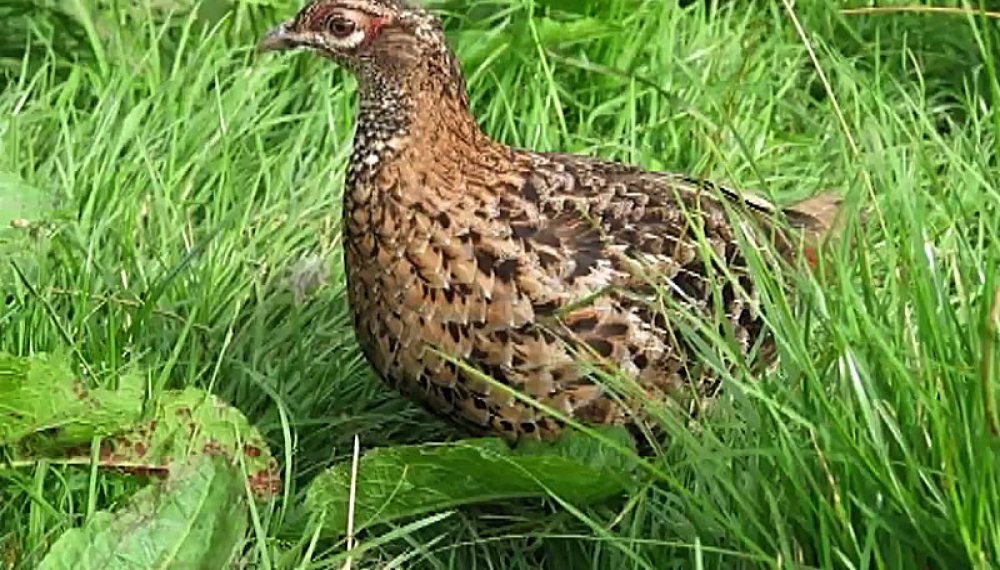 Моҷароҳои Кӯша 2 - Фасл 1 Қисм 11