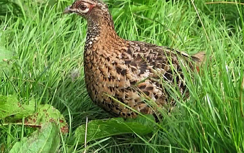 Моҷароҳои Кӯша 2 - Фасл 1 Қисм 11